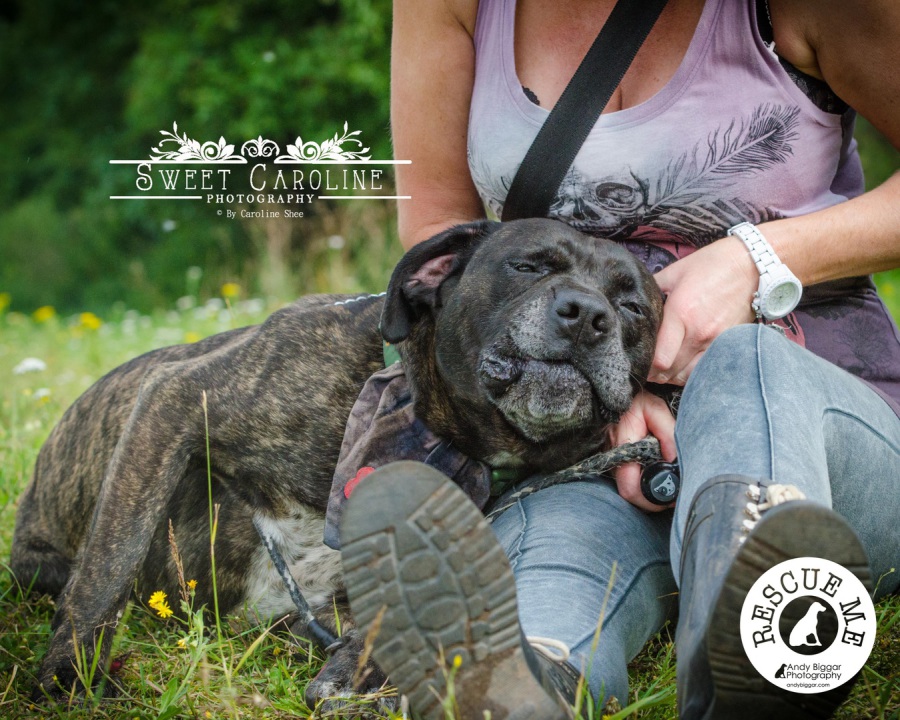 A Hilbrae rescue dog with a volunteer