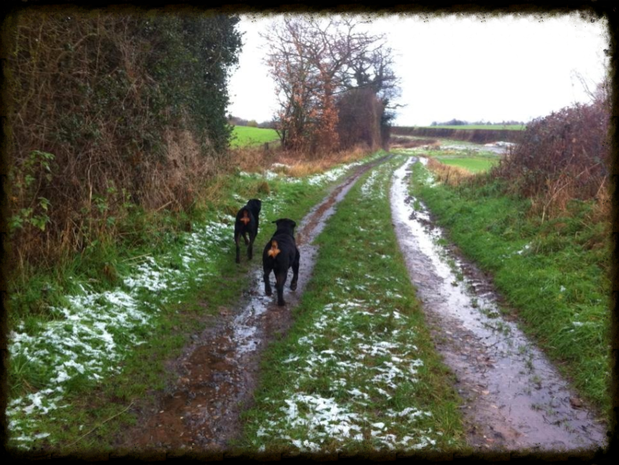 Dogs on a country walk