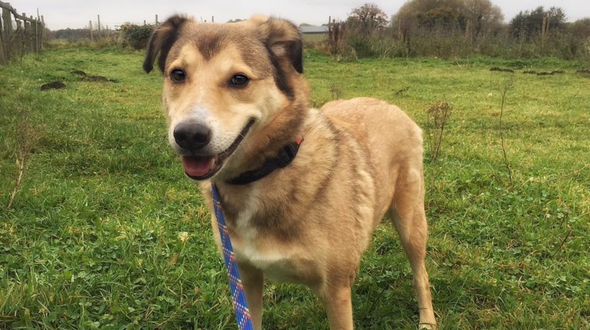 A Hilbrae rescue dog in the countryside