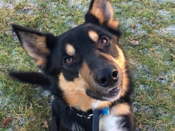 A Hilbrae rescue dog