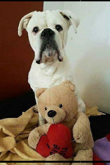 A rescue dog with a teddy bear
