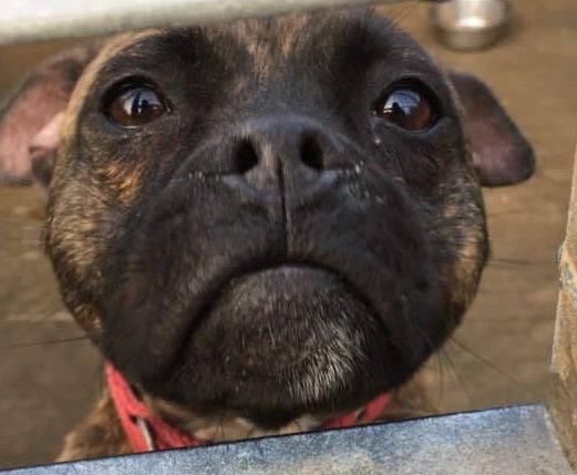 A rescue dog