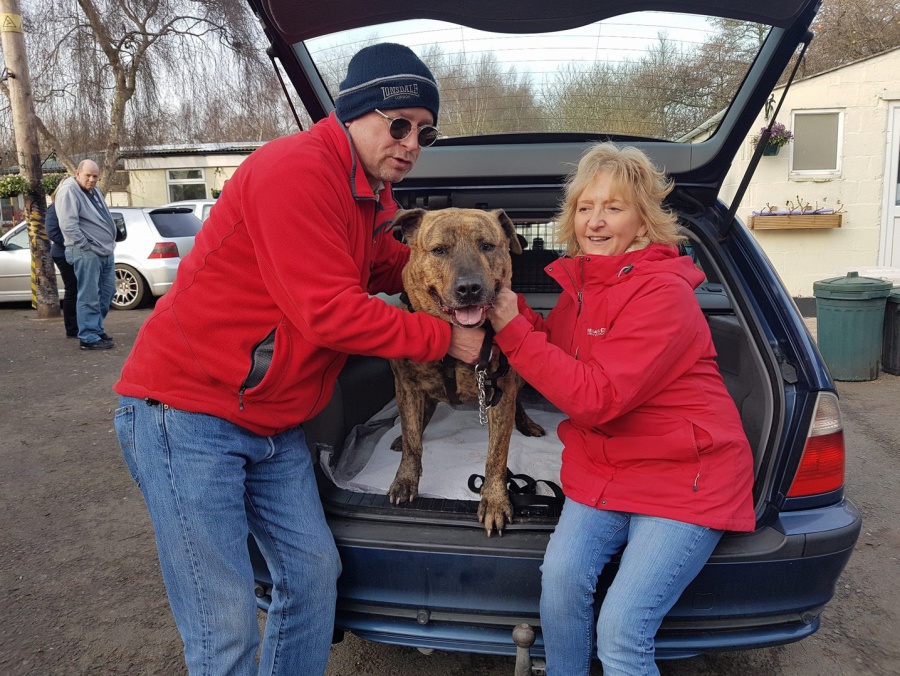 A re-homed Hilbrae dog
